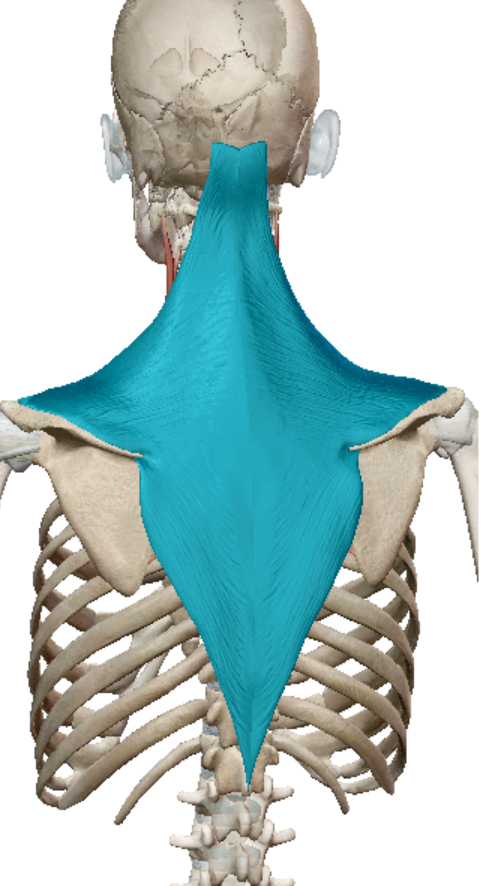 <p>trapezius action</p>