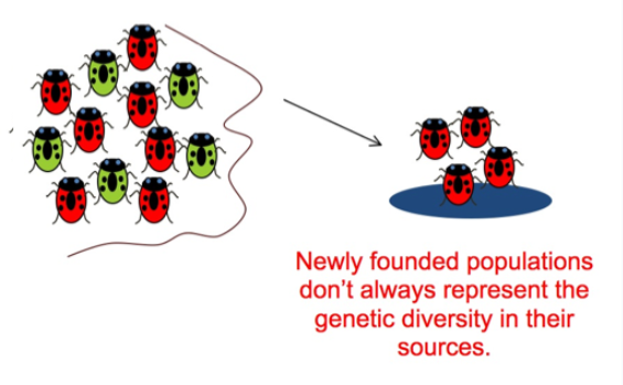 <p>occurs when a new colony is started by a few members of the original population</p>