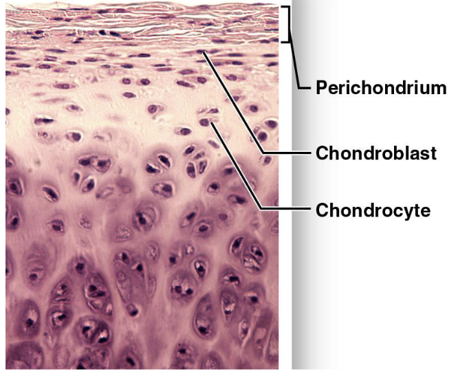 <p>Contains chondrocytes</p><ul><li><p>gel matrix made of chondroitin sulfate</p></li><li><p>cells reside in lacunae</p></li><li><p>avascular</p></li><li><p>have a fibrous perichondrium</p><ul><li><p>cellular layer: maintenance</p></li><li><p>fibrous layer: connection to other structures</p></li></ul></li><li><p>most cartilage cannot repair severe damage</p></li></ul><p></p>