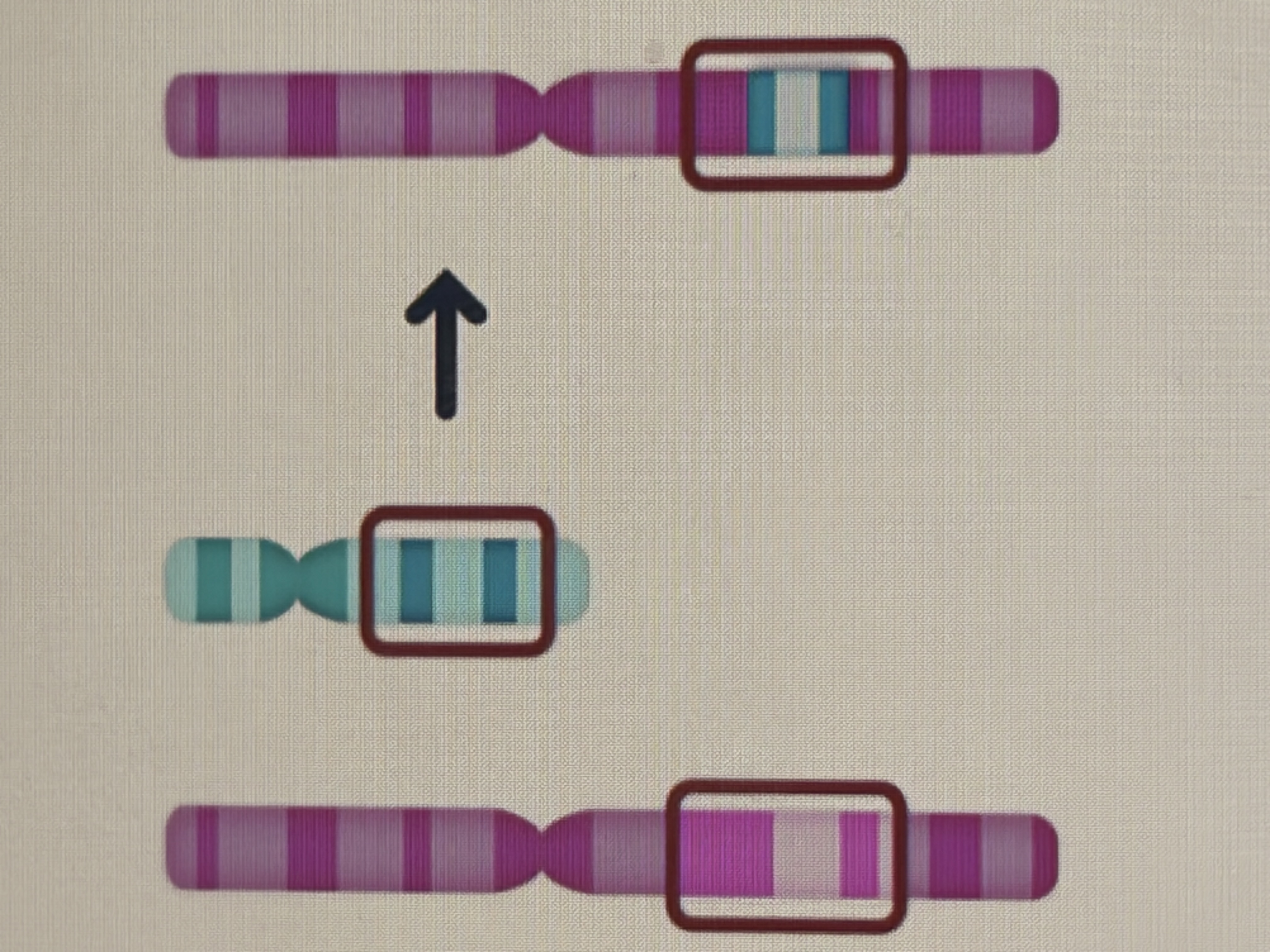 <p>translocation </p>