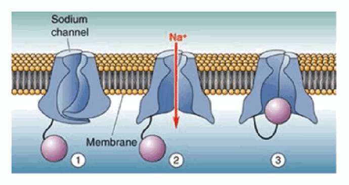 <p>After being open for about 1 ms, the voltage-gated Na+ channels close and inactivate — the pore becomes occluded by a globular portion of the protein — which ends the Na+ influx.</p>