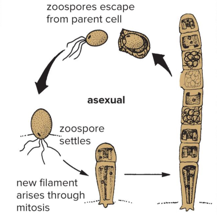 <p>What happens to the cell contents during the life cycle of Ulothrix?</p>