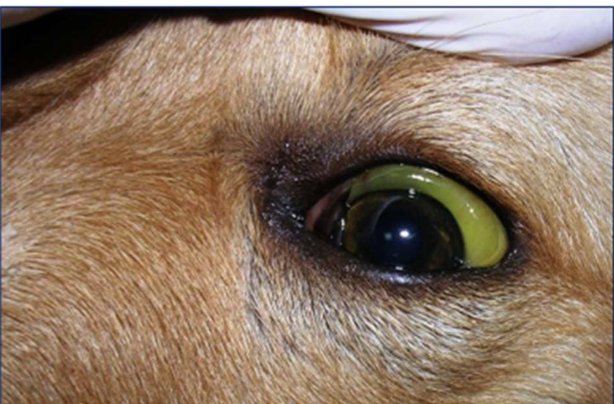 <ul><li><p>Macrocytic, normochromic, regenerative anemia (Left shift)</p></li><li><p><strong>Haemolytic</strong> anemia (jaundice)</p></li><li><p>Thromobocytopenia</p></li></ul><p></p>