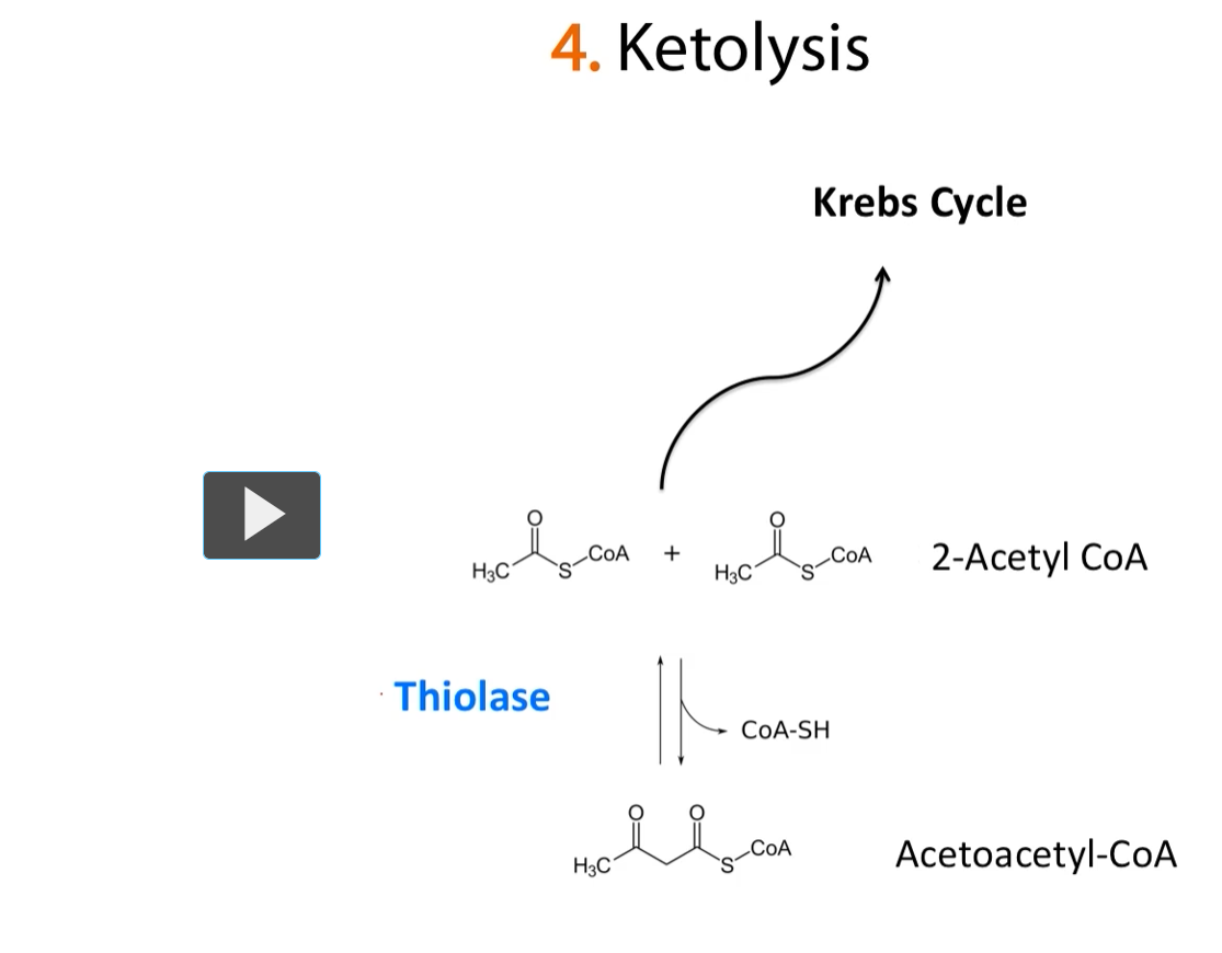 <p>after the aceto-acetyl-CoA is converted into the two molecules of acetyl-CoA  through the enzyme thiolase, these acetyl-CoAs can then go into the Kreb’s Cycle for energy production. </p>