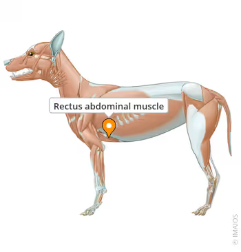 <p>assists in <strong>breathing and abdominal stability</strong></p>