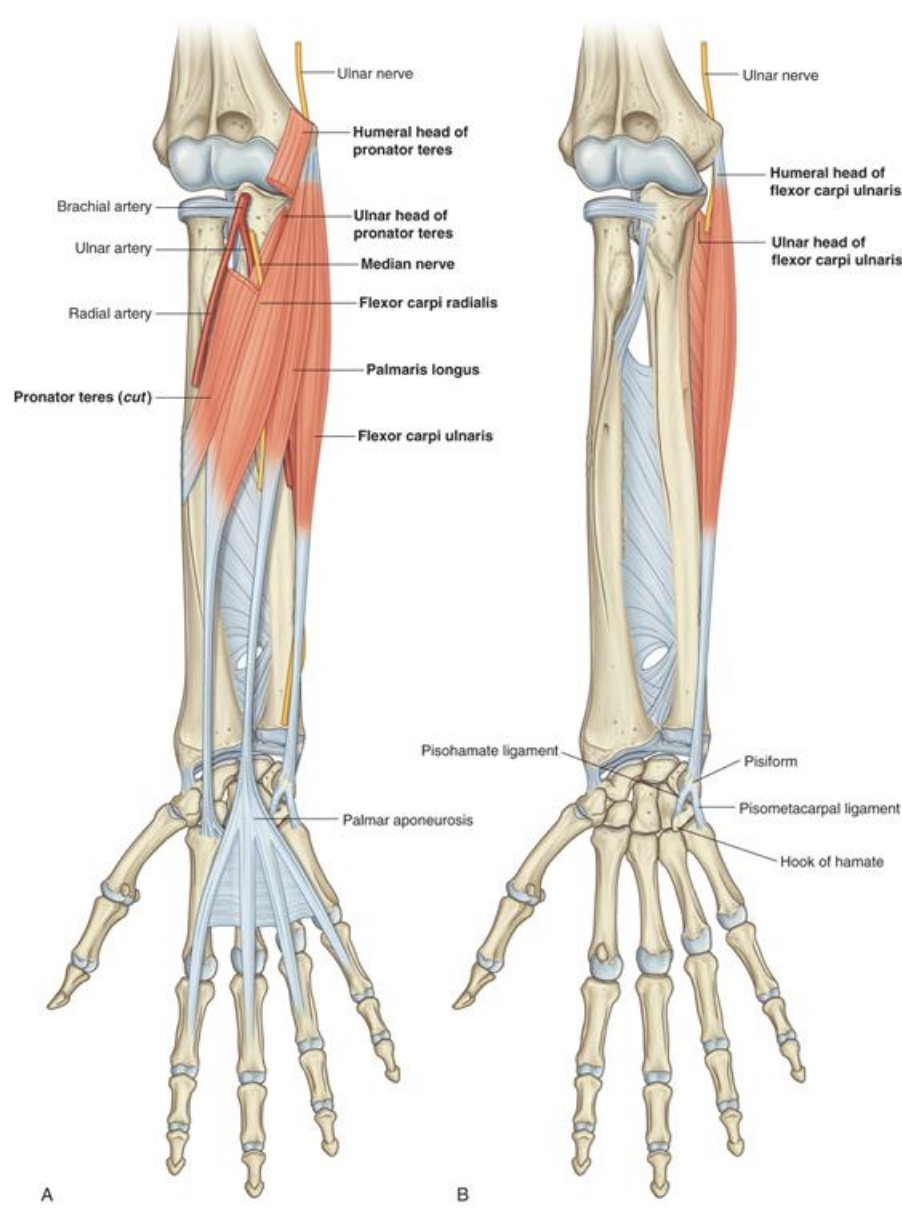 <p><strong>Anterior forearm (superior)-</strong> Flexor carpi ulnaris</p>