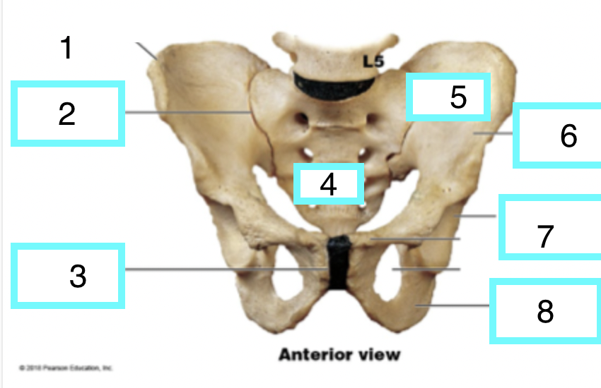 <p>what is 2 - hip bone</p>