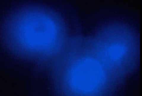 <p>Concerto in Black and Blue</p>