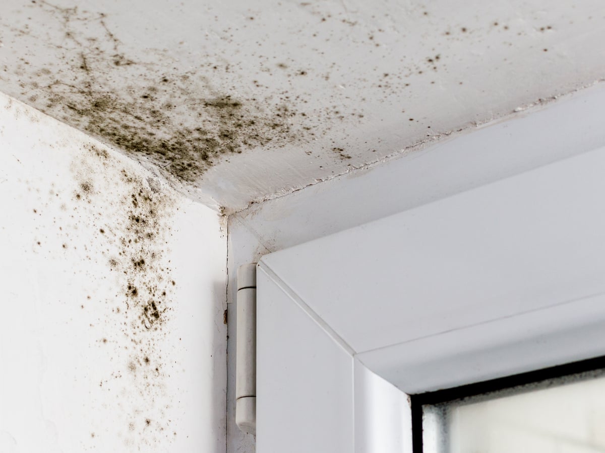<p>mould</p>