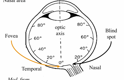 <p>daytime:</p><ul><li><p>ON at <strong>15 degrees</strong></p></li><li><p>but with both eyes open the other eye usually compensates for the missing are</p></li></ul><p>nighttime:</p><ul><li><p>because there are no rods in the fovea, our blind spot is in our fovea at <strong>0 degrees</strong> (even with both eyes open!)</p></li></ul><p></p>