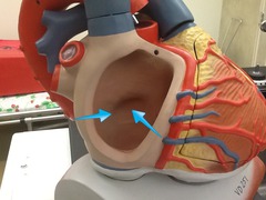 <p>identify the structure</p>