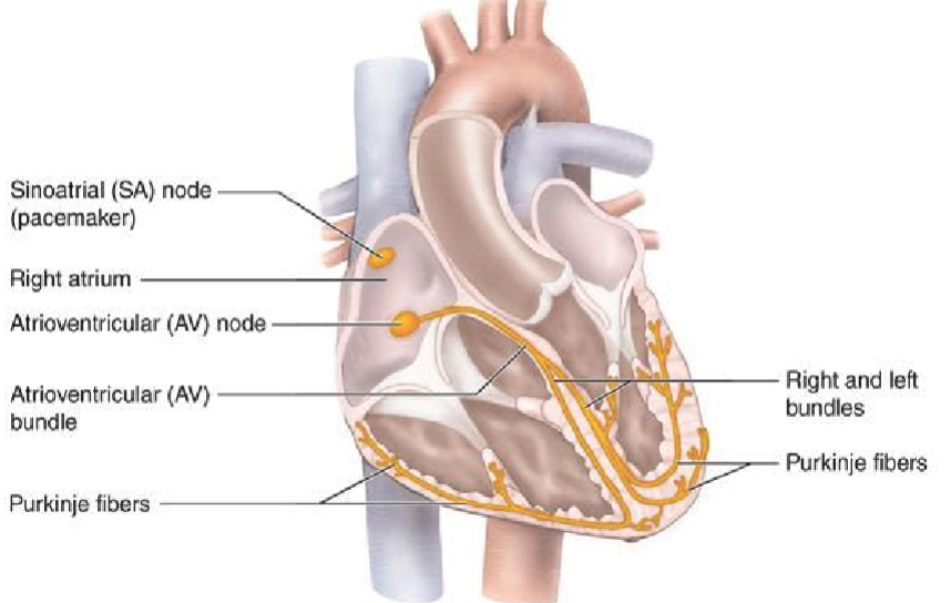 <ol><li><p>Sinoatrial (SA) node: where the heartbeat is initiated</p></li><li><p>Travels throughout atria and relays to AV node</p></li><li><p>Delays at AV node</p></li><li><p>Travels through <span style="color: yellow;">AV bundle to purkinje fibers</span></p></li><li><p>Spreads throughout both ventricles</p></li></ol><p></p>