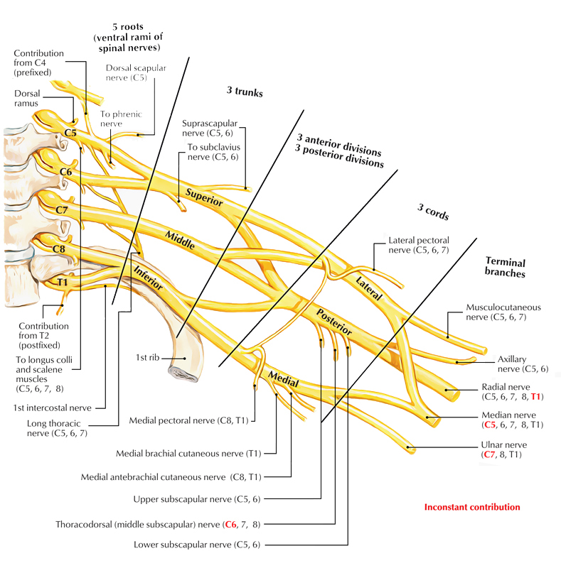 <p><strong>R</strong>ugby <strong>T</strong>eams <strong>D</strong>ont <strong>C</strong>over <strong>B</strong>ruises</p><p>Roots, Trunks, Divisions, Cords, Branches</p>