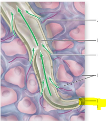 <p>Identify what is indicated by highlighted pointer</p>