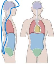 dorsal cavity housing brain and spinal cord
