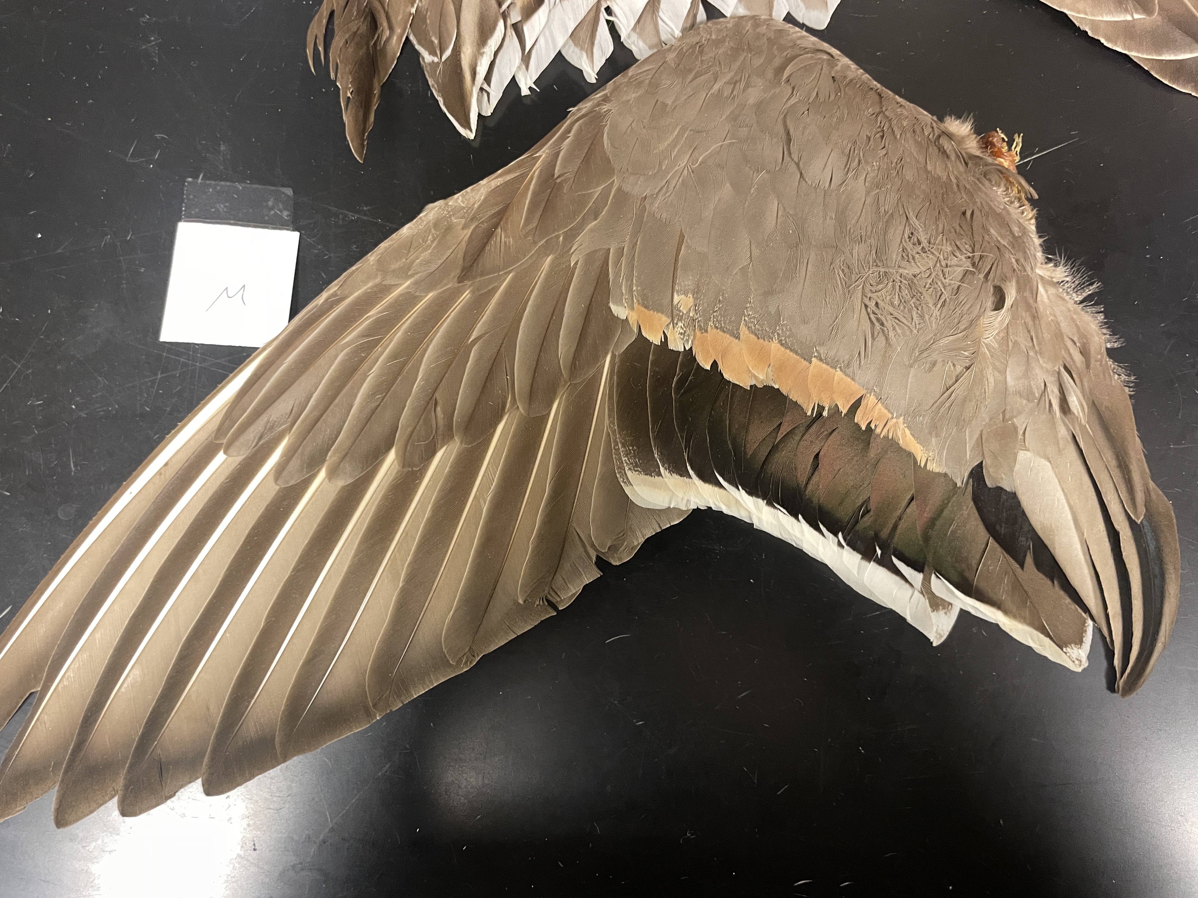 <p>male northern pintail</p><p>iridescent green (or blackish) speculum with a white trailing edge</p><p>rufous tipped coverts </p>