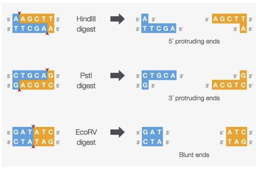 <p>Some restriction enzymes produce blunt ends, others make “sticky ends”</p><p></p><p>Two sticky ends made by the same restriction enzyme will always be complementary to one another!</p><p></p>