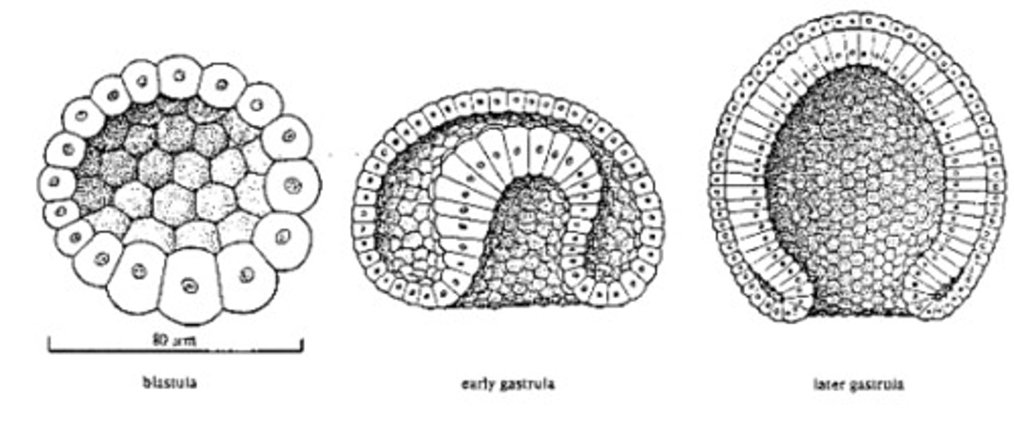 <p>Process where the epiblast forms three primary germ layers.</p>