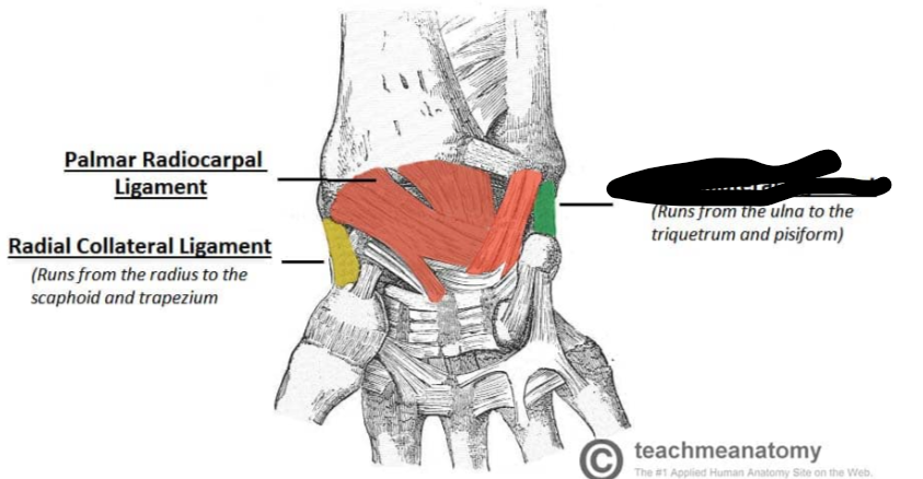 <p>What Wrist Ligament?</p>