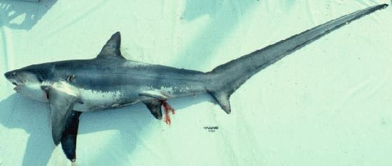 <p><strong><em><u>“thrashes” with weird ass tail to hunt</u></em></strong></p><p></p><ul><li><p><strong>General:</strong> Shark with an extremely elongated upper caudal tail lobe</p></li><li><p><strong>Size:</strong> Avg. adult <strong>300–450 cm (118–177 in; 9.8–14.8 ft)</strong> total length, <strong>100–250 kg (220–550 lb)</strong>;</p><ul><li><p>large adults commonly reach (177–217 in; 14.8–18.0 ft) and (550–1,100 lb).</p></li></ul></li><li><p><strong>Key IDs:</strong></p><ul><li><p><strong>Upper lobe of caudal tail as long as, or longer than, the rest of the body</strong></p></li><li><p><strong>Very pointed snout</strong> and relatively small mouth.</p></li><li><p>Slender torpedo</p></li><li><p>Large wide pectoral fins.</p></li><li><p>Gray, blue-gray, or brownish dorsally; white ventrally.</p></li></ul></li><li><p><strong>Memory cue:</strong> <strong>Whip-like tail longer than body</strong></p></li></ul><p></p>