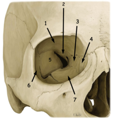 <p>Identify the structure at #3</p>