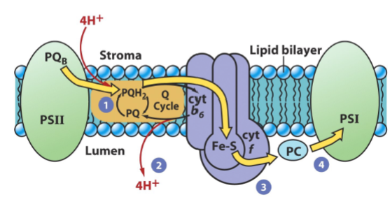 <ul><li><p>step one: two molecules of PQH2 are formed by accepting 4 electrons from PSII and combining with 4 protons from the stroma</p></li><li><p>step two: PQH2 diffuses through the lipid bilayer and binds to a large multiprotein complex, cytochrome b6f</p></li><li><p>step 3: electrons are transferred from cytochrome b6f to a mobile, water-soluble, copper-containing, peripheral protein, plastocyanin (PC) </p></li><li><p>step 4: PC transfers electrons to P700<sup>+</sup></p></li></ul><p></p>