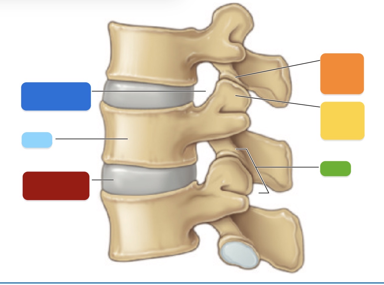 <p>3 Articulated Vertebrae - Orange</p>