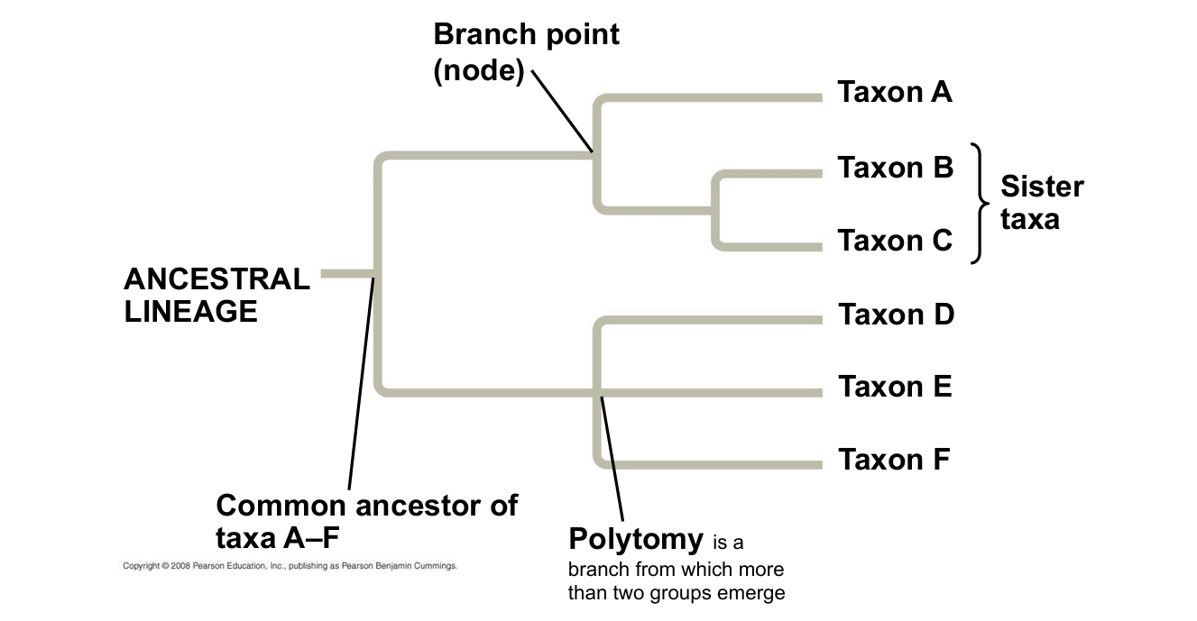 <p>Define sister taxa</p>
