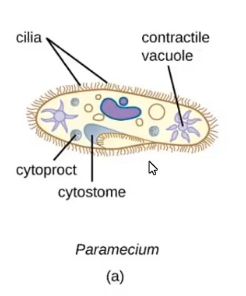 <ul><li><p>cilia for locomotion</p></li><li><p>two nuclei- macro (polypoid) and micro (diploid)</p></li><li><p>oral groove to ingest food</p></li></ul><p></p>