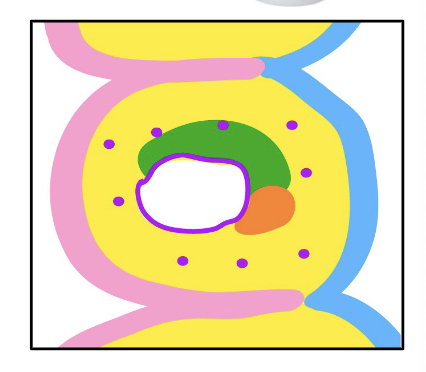 <p>the purple border with the white in the middle</p><p>part of the vascular endothelium</p><ul><li><p>Precursor of blood vessels</p></li><li><p>from paraxial mesoderm and splanchnic mesoderm</p></li></ul><p></p>