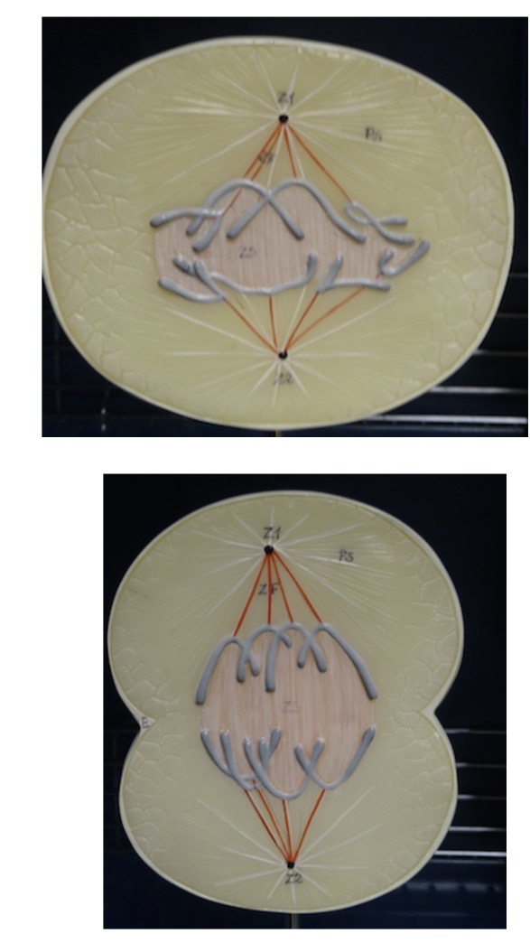 <p>Name the phase of mitosis (early or late)</p>