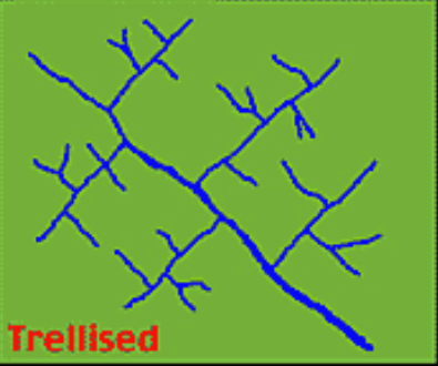 <p>trellis</p>