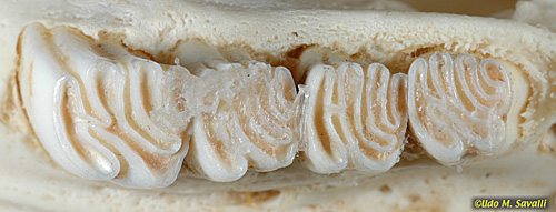 <p>Lophodont + Selenodont</p>