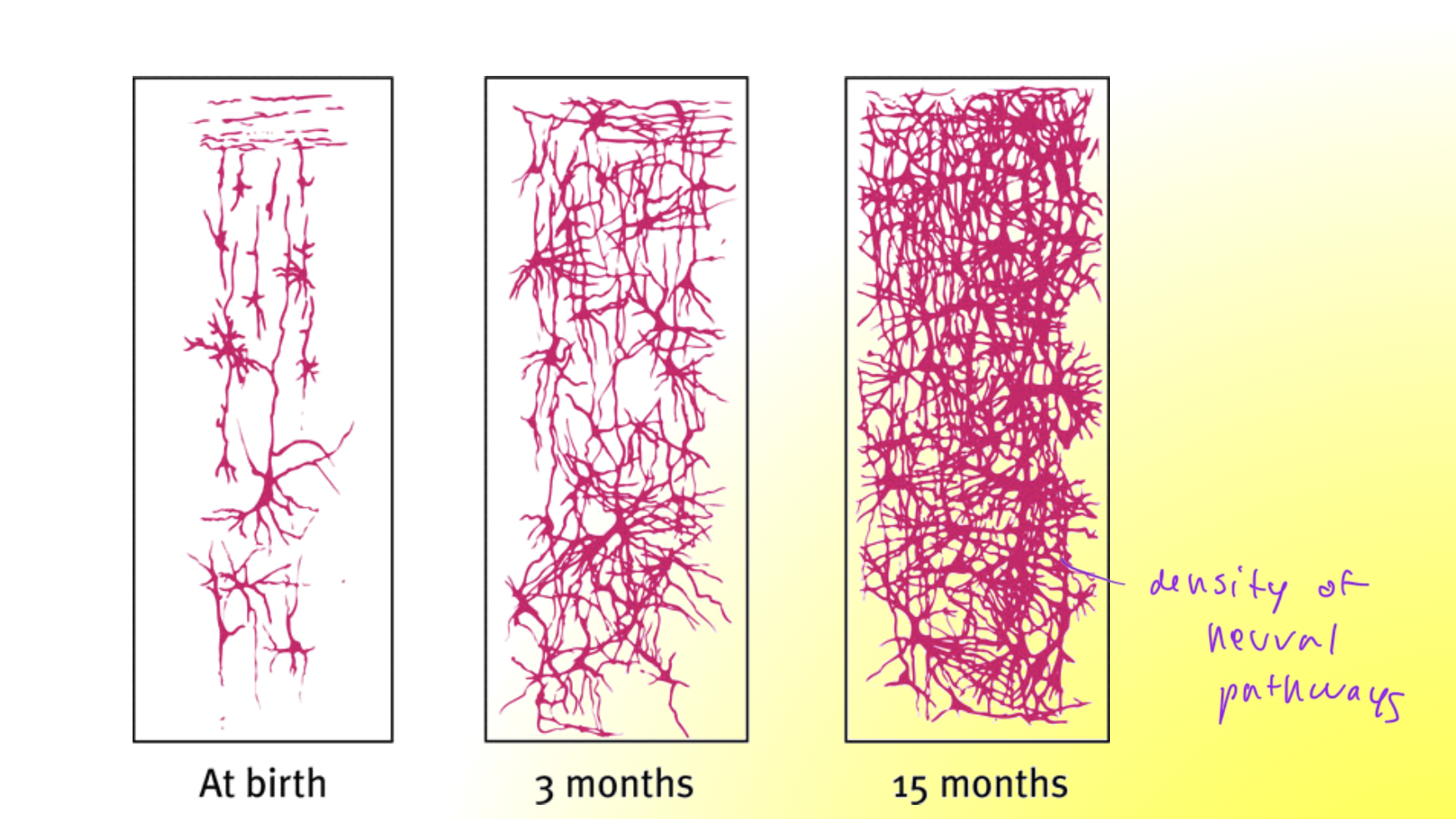 <p>biological growth processes that enable orderly changes in behavior, relatively uninfluenced by experience</p><ul><li><p>for example, seen in the brain as density of neural pathways increases as one ages</p></li></ul><p></p>