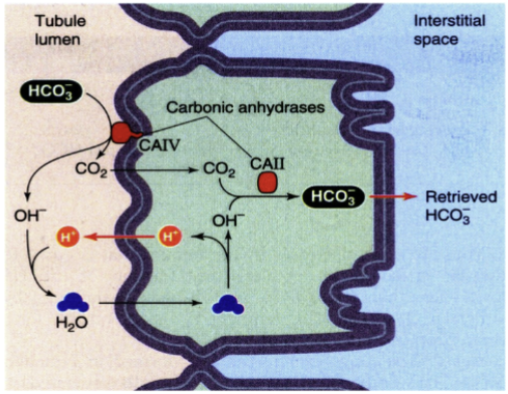 <p>secretion not excretion; secretion means that the protons are not part of the final urine (which would be the case in excretion). They are recycled back into the cell as part of the HCO3- reabsorption mechanism</p>