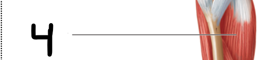 <p>What is #4?</p>