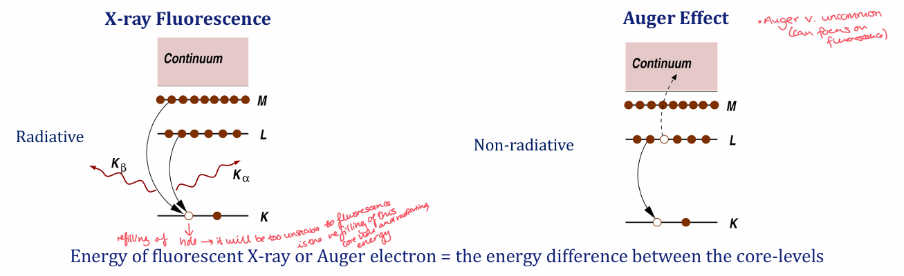 <ul><li><p>The excited core hole will return to ground state through having a higher level core electron fill the hole and emit its excess energy by fluorescent x-ray or auger electron </p></li><li><p>Auger effect is very uncommon and is a non-radiative way of coming to the ground state </p></li><li><p>energy of fluorescence or auger electron is the energy difference between the core levels </p></li></ul><p></p>