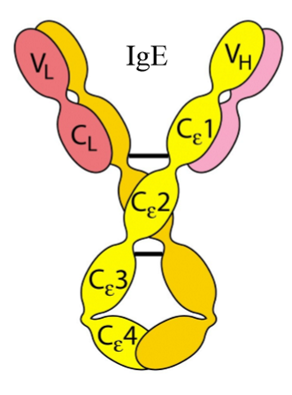 <p>→ zorgt voor allergische reacties</p><ol><li><p>zware keten: epsilon</p></li><li><p>aantal constante domeinen zware keten: 4</p></li><li><p>lichte keten: kappa of lambda</p></li><li><p>J keten: geen</p></li><li><p>moleculaire formule:</p><ol><li><p><span>ε</span><sub>2</sub>κ<sub>2</sub></p></li><li><p><span>ε</span><sub>2</sub>λ<sub>2</sub></p></li></ol></li><li><p>komt voor als monomeer</p></li></ol><p></p>