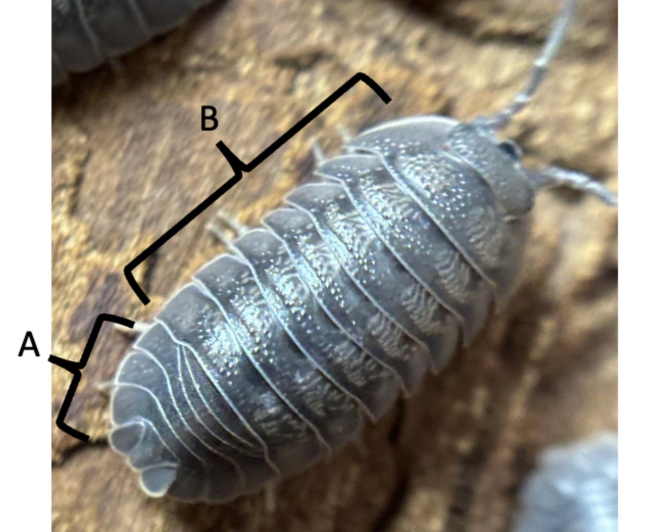 <p>Identify structure B</p>