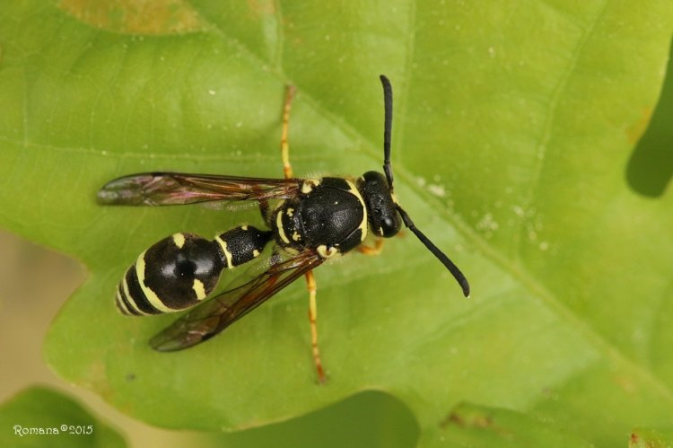 <p>rad:</p><p>druh:</p>