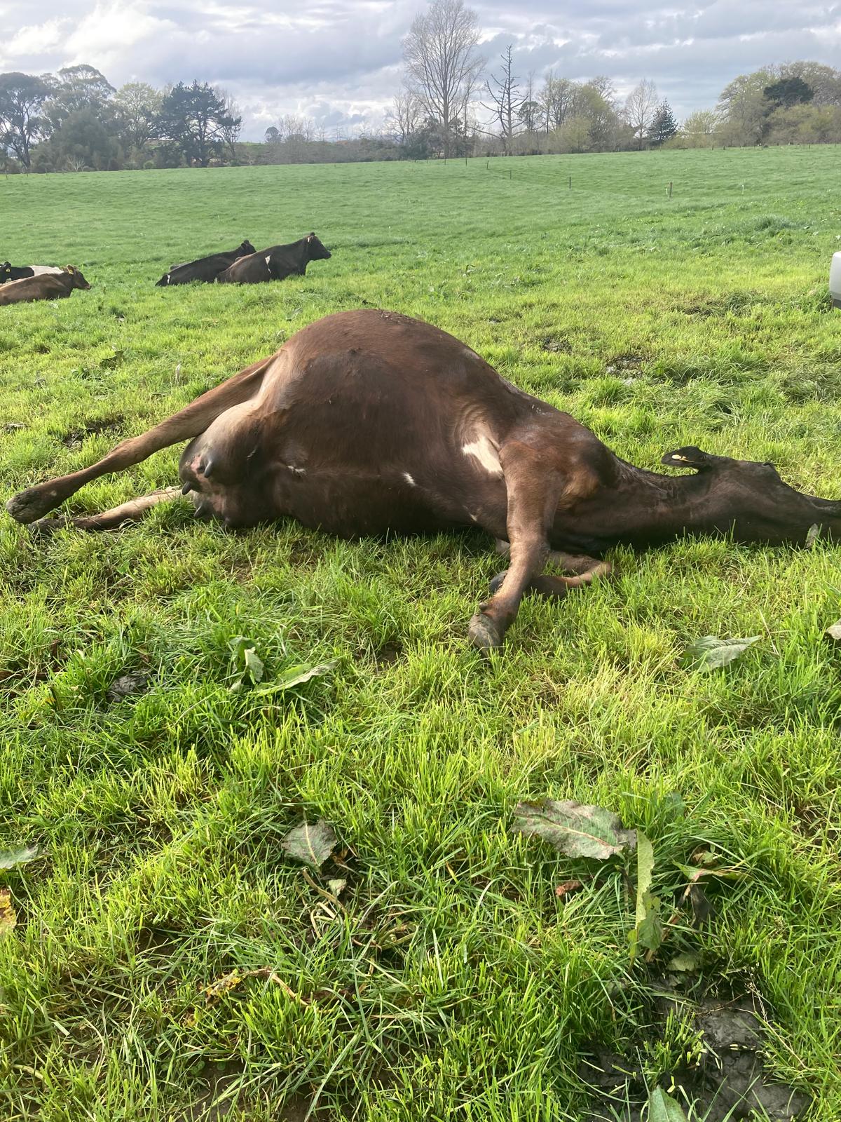 <p>Pasture bloat</p>