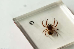 <p>What Subphylum is this?</p>