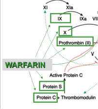 <p>How does warfarin work?</p>