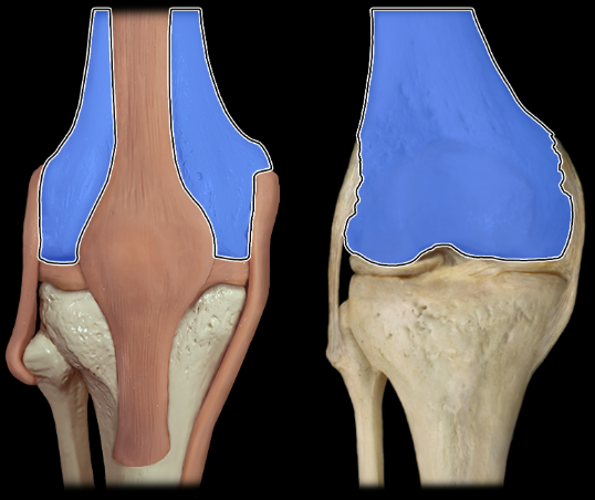 <p>anterior</p>