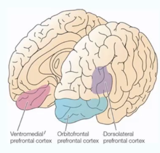 <p>It is involved in ‘cold’ function: executive function, working memory, decision making etc</p>