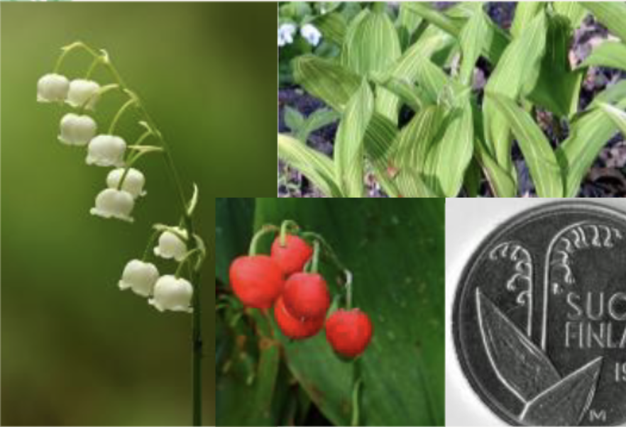 <p>lily of the valley<br>arching raceme<br>round campanulate, waxy</p>