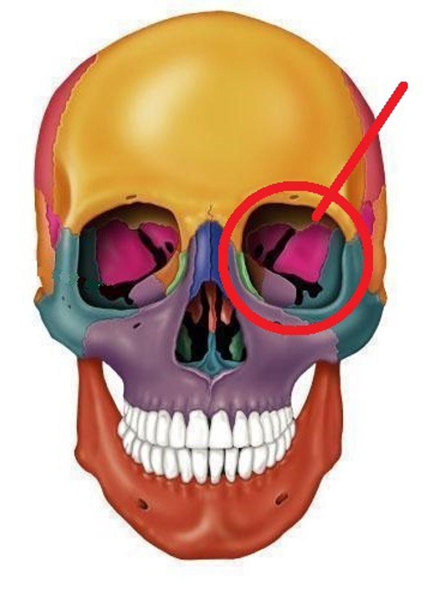 <p>cavities in the skull that house the eyes and present them in an anterior position</p>
