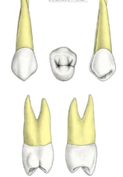 <p>Which tooth?</p>