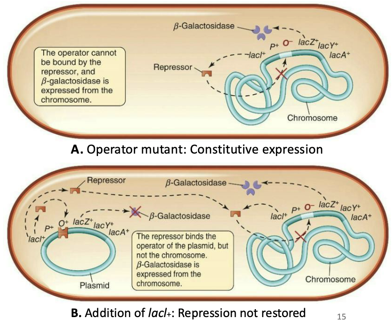 <ul><li><p>Other mutant strains couldn’t shut down lac expression, even when “good” LacI was introduced.</p><ul><li><p>The problem was in the DNA of the <em>lac</em> operon, not in the gene for production of the LacI protein – <strong><em>changes in the operator sequence.</em></strong></p></li></ul></li></ul><p></p><p>Simple: Mutants with a changed operator sequence in the lac operon showed constitutive expression because the LacI repressor cannot bind the operator, so adding normal lacI⁺ does not restore repression.</p>