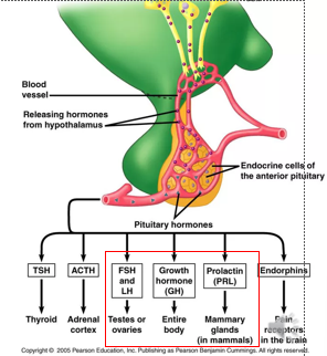 <p><span>•Growth and metabolism</span></p><p><span>•Lactation</span></p><p><span>•Regulation of gonadal function</span></p><p><span>•Control of reproductive physiology</span></p>